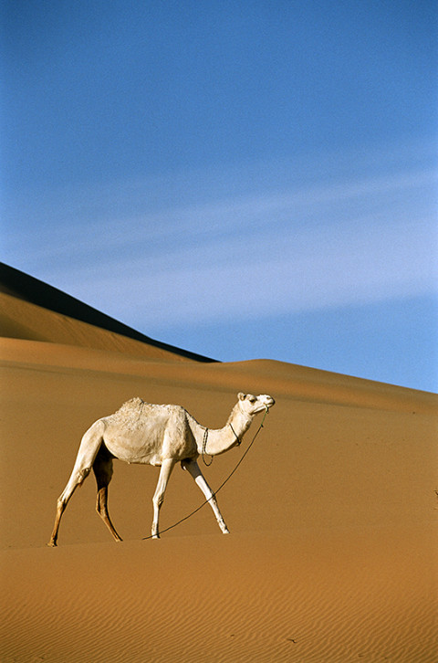 fred bourcier photographe reportage desert libye 07