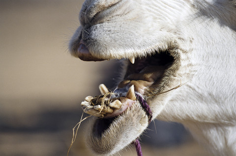 fred bourcier photographe reportage desert libye 11