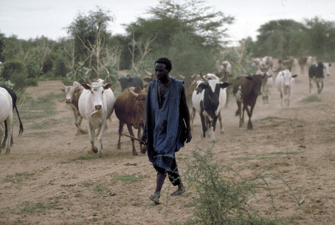 fred bourcier photographe reportage mali tombouctou 03