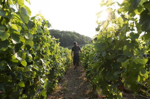 photo d'un viticulteur des champagnes Legret travaillant dans ses vignes