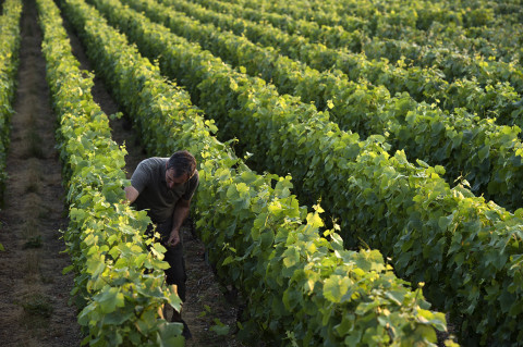 viticulteur des champagnes Legret travaillant dans ses vignes