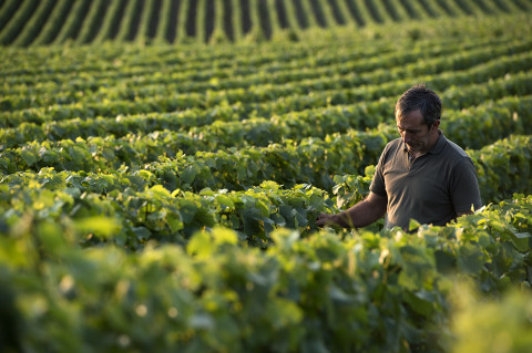 photo fred bourcier d'un viticulteur de la maison Legret dans ses vignes au coucher de soleil