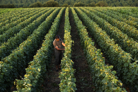 Photo fred bourcier viticulteur travaillant dans ses vignes de champagne maison Legret