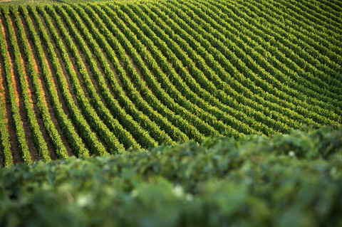 photos vigne de champagne Legret reportage viticole fred bourcier