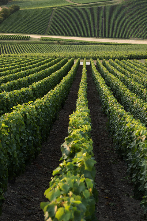 reportage viticulteur agriculture champagne Legret photos fred bourcier