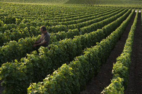 photo viticulteur champagne Legret reportage fred bourcier