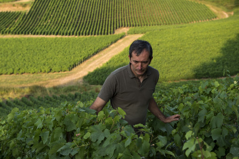 reportage viticole champagne Legret vigne photo fred bourcier